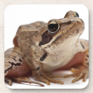 Machen Sie Frosch - Rana arvalis fest Getränkeuntersetzer