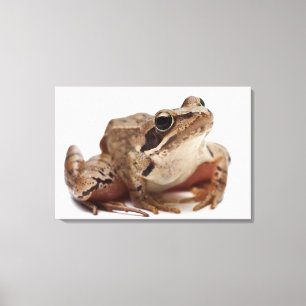 Machen Sie Frosch - Rana arvalis fest Leinwanddruck