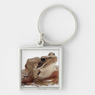 Machen Sie Frosch - Rana arvalis fest Schlüsselanhänger