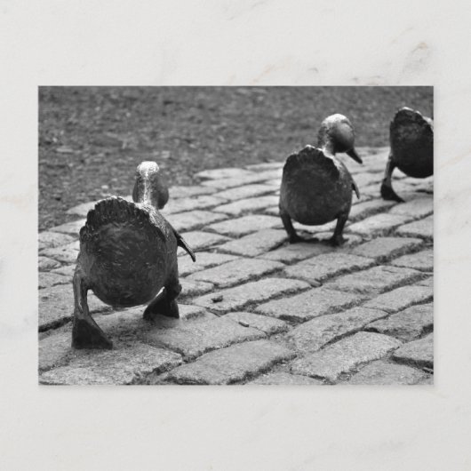 Machen Sie Weise für Entlein Postkarte (Vorderseite)