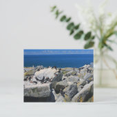 Machias Siegel Insel Atlantik Puffins Razorbills Postkarte (Stehend Vorderseite)