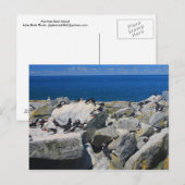 Machias Siegel Insel Atlantik Puffins Razorbills Postkarte (Vorne/Hinten)