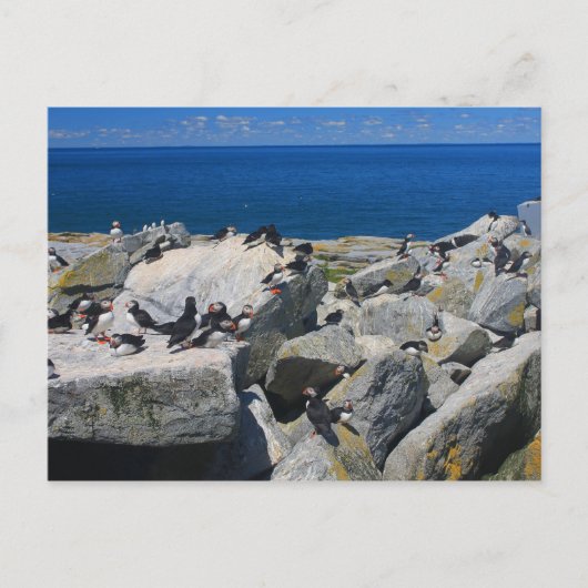 Machias Siegel Insel Atlantik Puffins Razorbills Postkarte (Vorderseite)