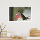 Macho Anole Poster (Küche)