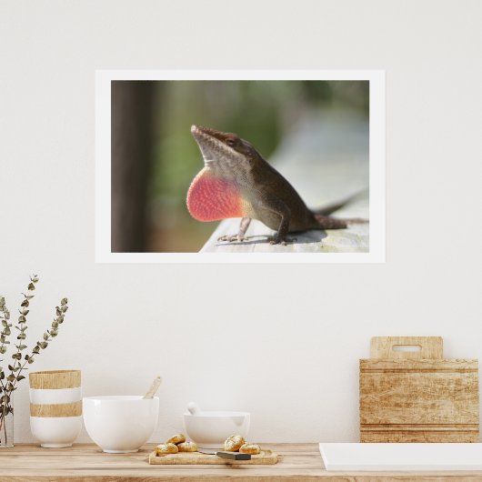 Macho Anole Poster (Küche)