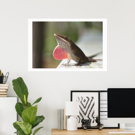 Macho Anole Poster (Heimbüro)