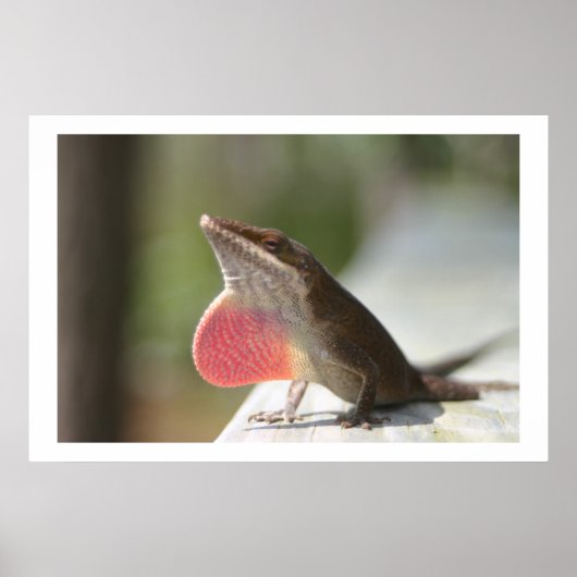 Macho Anole Poster (Vorne)