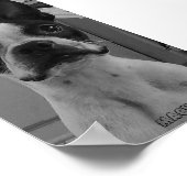 Macho das Boston Terrier Poster (Ecke)