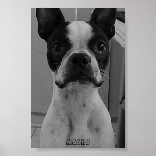 Macho das Boston Terrier Poster (Vorne)