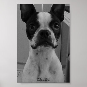 Macho das Plakat Bostons Terrier