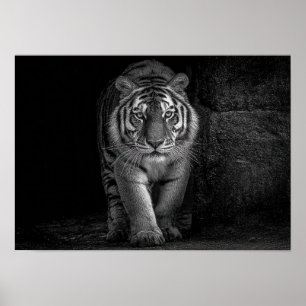 Macht und Präsenz - monochrome Tiger-Wildlife Poster