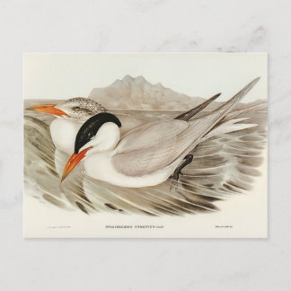Mächtig von Elizabeth Gould Postkarte