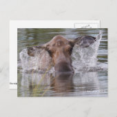 Mächtige Elche spielen cool Postkarte (Vorne/Hinten)