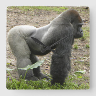 Mächtige Gorilla-Uhr Quadratische Wanduhr