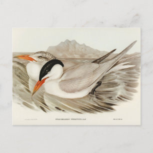 Mächtige Seeschwalbe von Elizabeth Gould Postkarte
