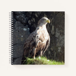 Mächtiger Weißschwanzadler Ozeanklippenhabitat Notizblock