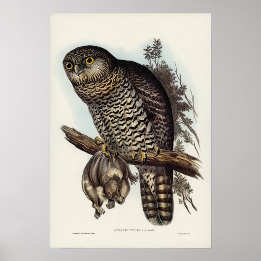 Machtvolles Owl von Elizabeth Gould Poster (Vorne)