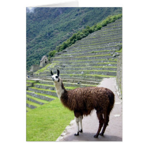 Machu-Lama-Look