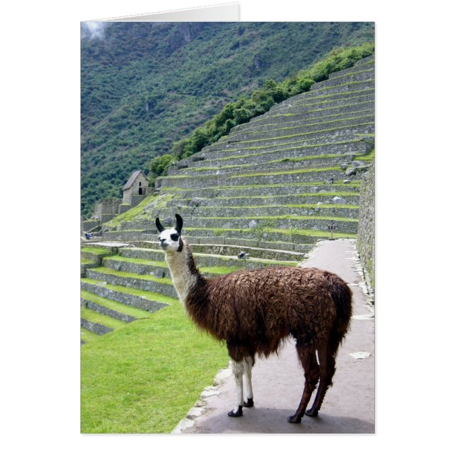 Machu-Lama-Look (Vorne)