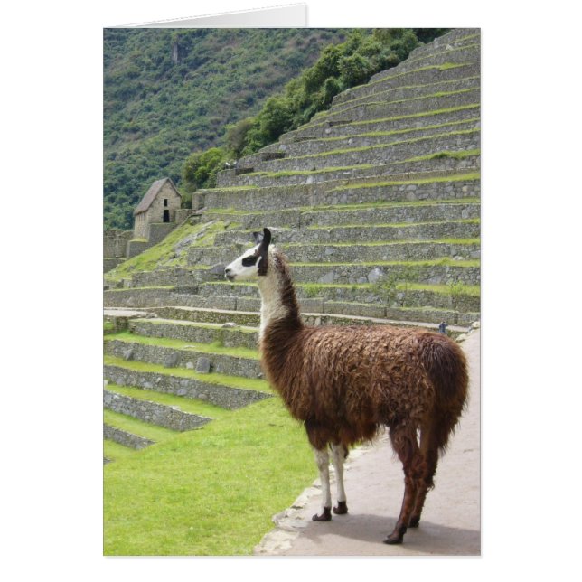 Machu Lama stolz (Vorne)