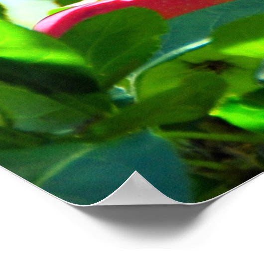 MacIntosh Äpfel auf Tree Ile d'Orleans Poster (Ecke)