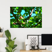 MacIntosh Äpfel auf Tree Ile d'Orleans Poster (Heimbüro)