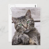 Mackerel Tabby Cat Postkarte (Vorne/Hinten)