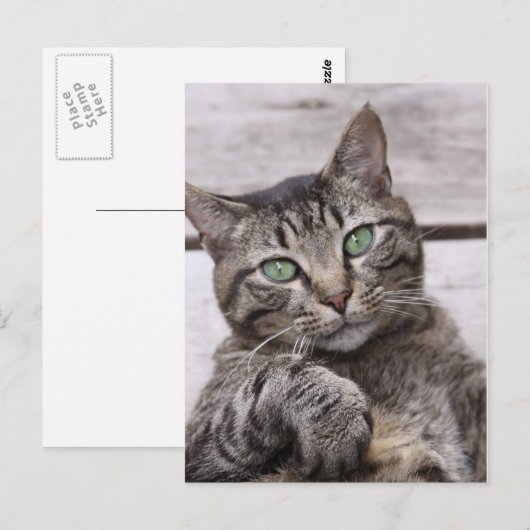 Mackerel Tabby Cat Postkarte (Vorne/Hinten)