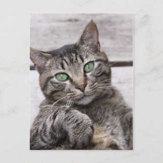 Mackerel Tabby Cat Postkarte