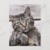Mackerel Tabby Cat Postkarte (Vorderseite)