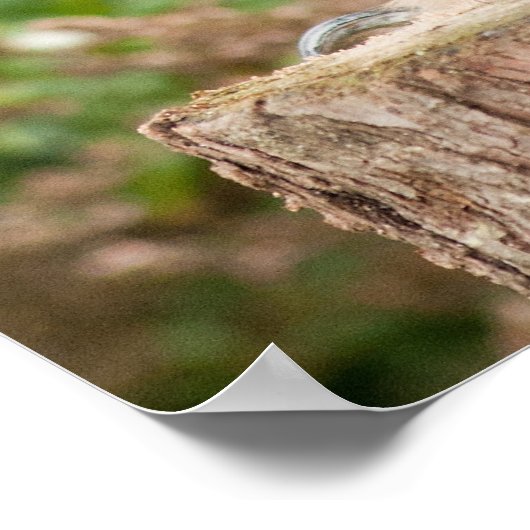 MACKINDER EAGLE OWL POSTER (Ecke)