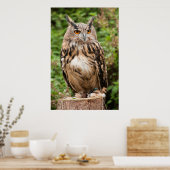 MACKINDER EAGLE OWL POSTER (Küche)
