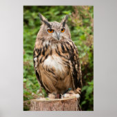 MACKINDER EAGLE OWL POSTER (Vorne)