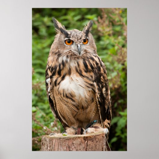 MACKINDER EAGLE OWL POSTER (Vorne)
