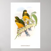 Macklot-Trogon (1850-1883) Poster (Vorne)