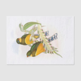 Macklot-Trogon, Decoupage Seidenpapier