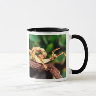 Macleays Gespenst (Dornige Stabheuschrecke), Tasse