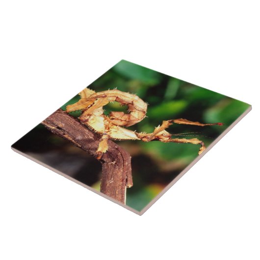 Macleay's Specter (Spiney Stick Insect), Fliese (Seite)
