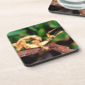 Macleay's Specter (Spiney Stick Insect), Getränkeuntersetzer (Linke Seite)