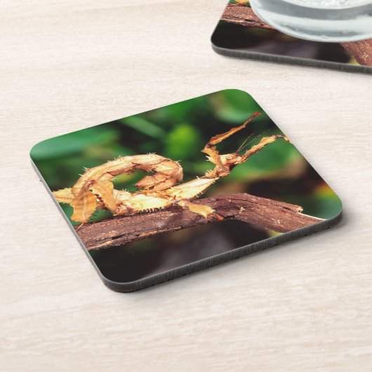 Macleay's Specter (Spiney Stick Insect), Getränkeuntersetzer (Linke Seite)