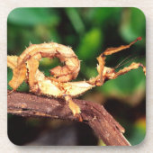 Macleay's Specter (Spiney Stick Insect), Getränkeuntersetzer (Vorderseite)