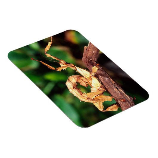 Macleay's Specter (Spiney Stick Insect), Magnet (Rechte Seite)