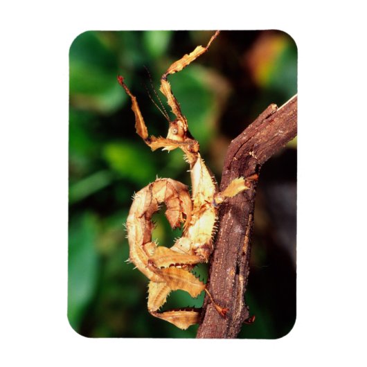 Macleay's Specter (Spiney Stick Insect), Magnet (Vertikal)
