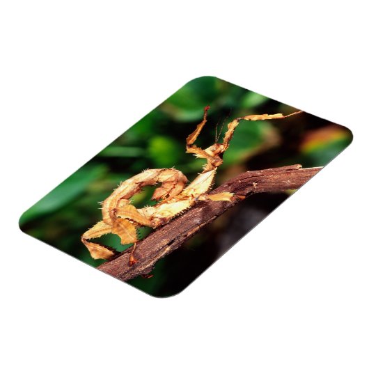 Macleay's Specter (Spiney Stick Insect), Magnet (Linke Seite)