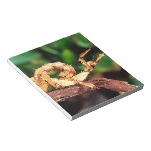 Macleay's Specter (Spiney Stick Insect), Notizblock (angewinkelt)