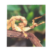 Macleay's Specter (Spiney Stick Insect), Notizblock (Vorderseite)