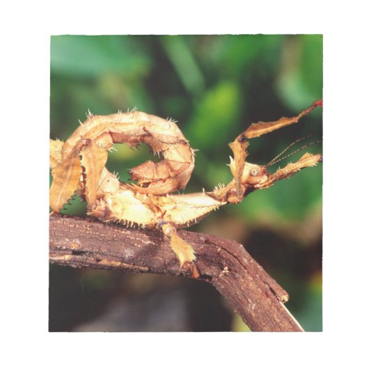 Macleay's Specter (Spiney Stick Insect), Notizblock (Vorderseite)