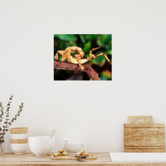 Macleay's Specter (Spiney Stick Insect), Poster (Küche)