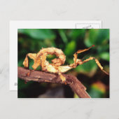 Macleay's Specter (Spiney Stick Insect), Postkarte (Vorne/Hinten)