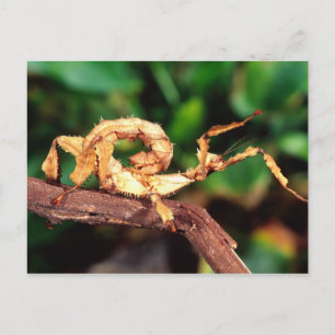 Macleay's Specter (Spiney Stick Insect), Postkarte